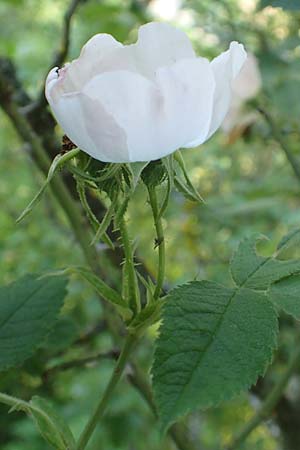 Rosa tomentosa \ Filz-Rose / Whitewoolly Rose, Harsh Downy Rose, D Wurmlingen 9.6.2016