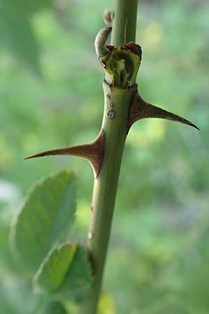 Rosa tomentosa \ Filz-Rose / Whitewoolly Rose, Harsh Downy Rose, D Wurmlingen 9.6.2016