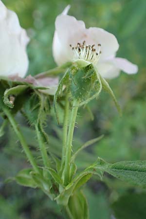 Rosa tomentosa \ Filz-Rose / Whitewoolly Rose, Harsh Downy Rose, D Wurmlingen 9.6.2016
