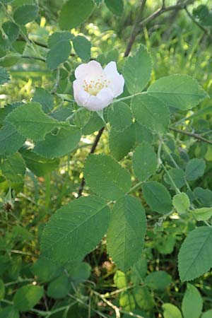 Rosa tomentosa \ Filz-Rose / Whitewoolly Rose, Harsh Downy Rose, D Wurmlingen 9.6.2016