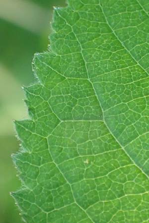 Rosa tomentosa \ Filz-Rose / Whitewoolly Rose, Harsh Downy Rose, D Wurmlingen 9.6.2016