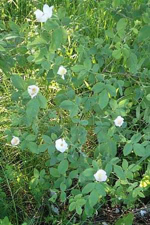 Rosa tomentosa \ Filz-Rose / Whitewoolly Rose, Harsh Downy Rose, D Wurmlingen 9.6.2016