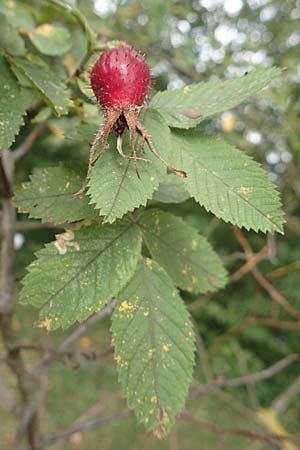 Rosa villosa \ Apfel-Rose / Apple Rose, D Botan. Gar.  Universit.  T&uuml;bingen 3.9.2016