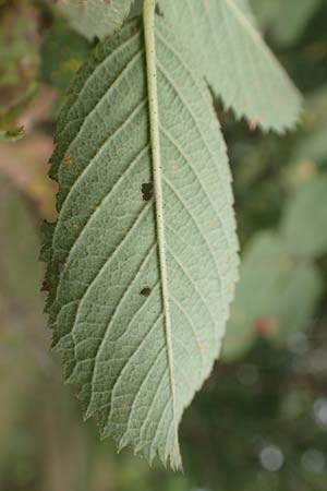 Rosa villosa \ Apfel-Rose / Apple Rose, D Botan. Gar.  Universit.  T&uuml;bingen 3.9.2016