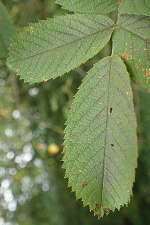Rosa villosa \ Apfel-Rose / Apple Rose, D Botan. Gar.  Universit.  T&uuml;bingen 3.9.2016