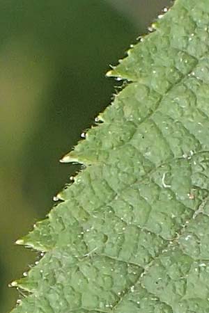Rosa villosa \ Apfel-Rose / Apple Rose, D Botan. Gar.  Universit.  T&uuml;bingen 3.9.2016