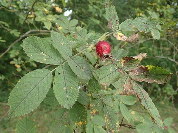 Rosa villosa \ Apfel-Rose / Apple Rose, D Botan. Gar.  Universit.  T&uuml;bingen 3.9.2016