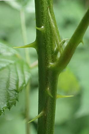 Rubus aschoffii \ Aschoff-Brombeere / Aschoff Bramble, D Eppstein 22.6.2019