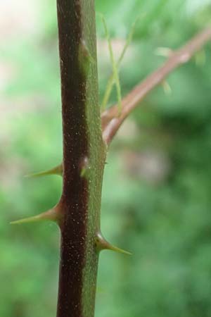 Rubus aschoffii \ Aschoff-Brombeere / Aschoff Bramble, D Eppstein 22.6.2019