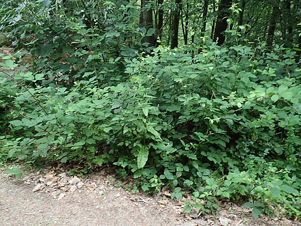 Rubus aschoffii \ Aschoff-Brombeere / Aschoff Bramble, D Eppstein 22.6.2019