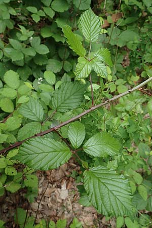 Rubus aschoffii \ Aschoff-Brombeere / Aschoff Bramble, D Eppstein 22.6.2019