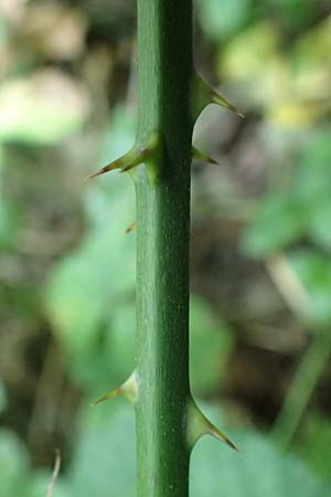 Rubus aschoffii \ Aschoff-Brombeere / Aschoff Bramble, D Trendelburg-W&uuml;lmersen 28.7.2019