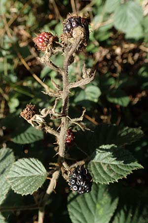 Rubus vestitus \ Samt-Brombeere / Velvet Bramble, D Krickenbecker Seen 27.7.2020