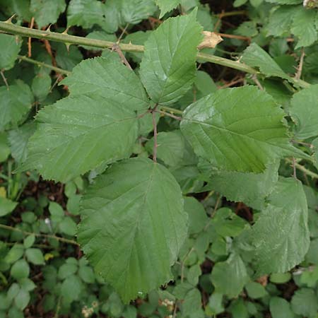 Rubus affinis \ �ppige Brombeere / Strong Bramble, D Krickenbecker Seen 27.7.2020