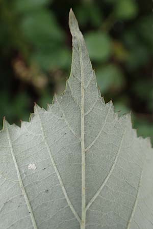 Rubus affinis \ �ppige Brombeere / Strong Bramble, D Krickenbecker Seen 27.7.2020