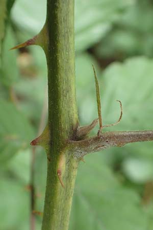 Rubus affinis \ �ppige Brombeere / Strong Bramble, D Krickenbecker Seen 27.7.2020
