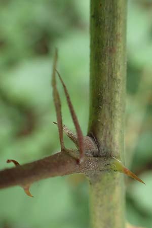 Rubus affinis \ �ppige Brombeere / Strong Bramble, D Krickenbecker Seen 27.7.2020