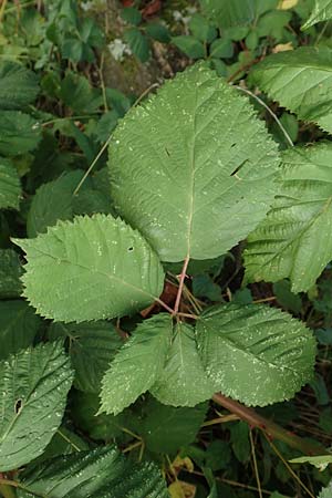 Rubus winteri \ Winters Brombeere / Winter's Bramble, D Bretten 11.9.2019