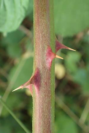 Rubus winteri \ Winters Brombeere / Winter's Bramble, D Bretten 11.9.2019