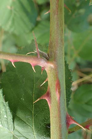Rubus winteri \ Winters Brombeere / Winter's Bramble, D Bretten 11.9.2019