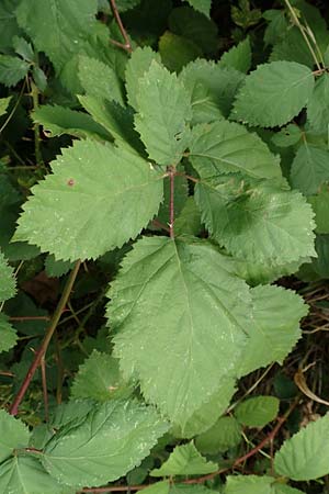 Rubus winteri \ Winters Brombeere / Winter's Bramble, D Bretten 11.9.2019