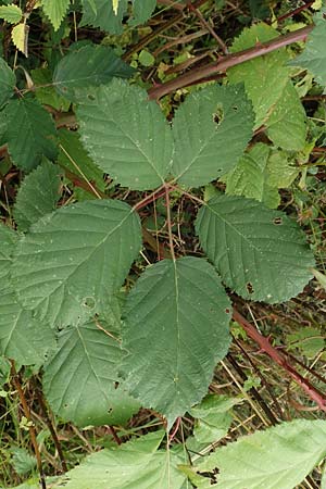 Rubus winteri \ Winters Brombeere / Winter's Bramble, D Bretten 11.9.2019