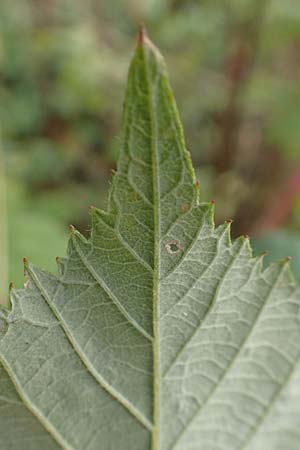 Rubus winteri \ Winters Brombeere / Winter's Bramble, D Bretten 11.9.2019