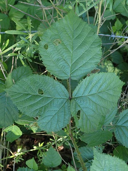 Rubus nord-weschnitztal \ Nord-Weschnitzt&auml;ler Haselblatt-Brombeere / Northern Weschnitz-Valley Bramble, D Odenwald, Mitlechtern 26.6.2020