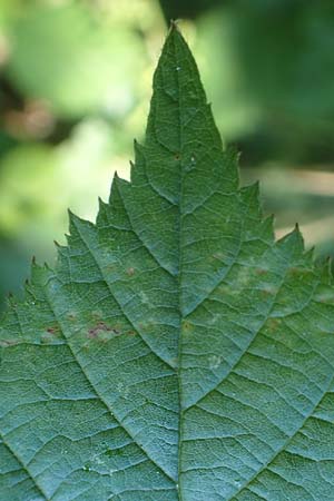 Rubus nord-weschnitztal \ Nord-Weschnitzt&auml;ler Haselblatt-Brombeere / Northern Weschnitz-Valley Bramble, D Odenwald, Mitlechtern 26.6.2020