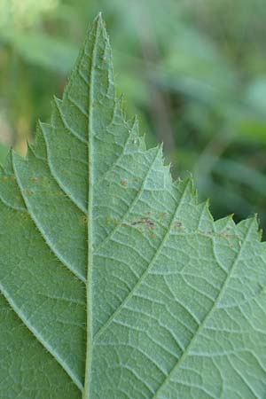 Rubus nord-weschnitztal \ Nord-Weschnitzt&auml;ler Haselblatt-Brombeere / Northern Weschnitz-Valley Bramble, D Odenwald, Mitlechtern 26.6.2020