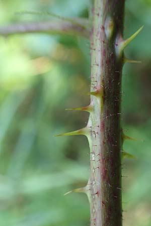 Rubus nord-weschnitztal \ Nord-Weschnitzt&auml;ler Haselblatt-Brombeere / Northern Weschnitz-Valley Bramble, D Odenwald, Mitlechtern 26.6.2020