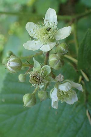 Rubus nord-weschnitztal \ Nord-Weschnitzt&auml;ler Haselblatt-Brombeere / Northern Weschnitz-Valley Bramble, D Odenwald, Mitlechtern 26.6.2020