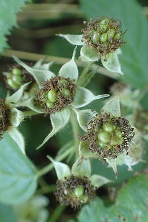 Rubus nord-weschnitztal \ Nord-Weschnitzt&auml;ler Haselblatt-Brombeere / Northern Weschnitz-Valley Bramble, D Odenwald, Mitlechtern 26.6.2020