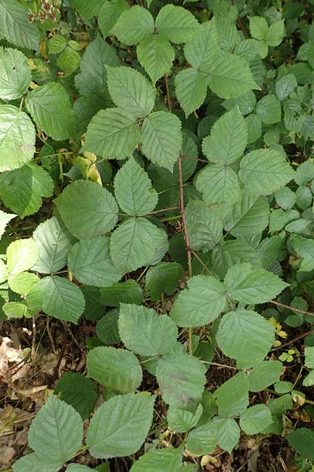 Rubus nord-weschnitztal \ Nord-Weschnitzt&auml;ler Haselblatt-Brombeere / Northern Weschnitz-Valley Bramble, D Odenwald, Mitlechtern 14.7.2020