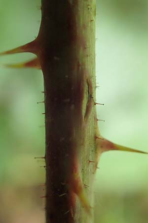 Rubus nord-weschnitztal \ Nord-Weschnitzt&auml;ler Haselblatt-Brombeere / Northern Weschnitz-Valley Bramble, D Odenwald, Mitlechtern 14.7.2020