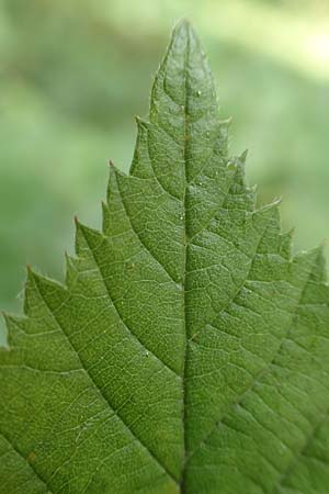 Rubus nord-weschnitztal \ Nord-Weschnitzt&auml;ler Haselblatt-Brombeere / Northern Weschnitz-Valley Bramble, D Odenwald, Mitlechtern 14.7.2020