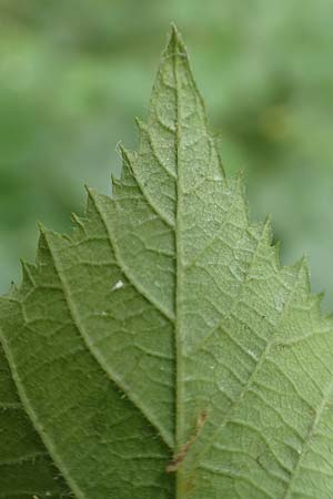 Rubus nord-weschnitztal \ Nord-Weschnitzt&auml;ler Haselblatt-Brombeere / Northern Weschnitz-Valley Bramble, D Odenwald, Mitlechtern 14.7.2020