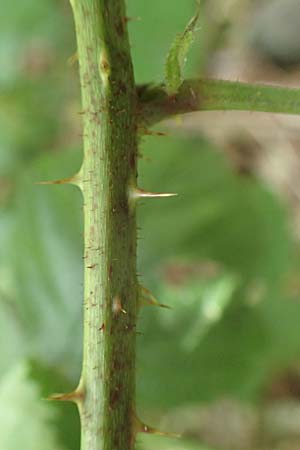 Rubus nord-weschnitztal \ Nord-Weschnitzt&auml;ler Haselblatt-Brombeere / Northern Weschnitz-Valley Bramble, D Odenwald, Mitlechtern 14.7.2020