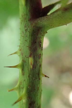 Rubus nord-weschnitztal \ Nord-Weschnitzt&auml;ler Haselblatt-Brombeere / Northern Weschnitz-Valley Bramble, D Odenwald, Mitlechtern 14.7.2020