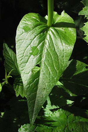 Rumex alpestris \ Berg-Sauerampfer / Mountain Dock, D Schwarzwald/Black-Forest, Feldberg 24.6.2007