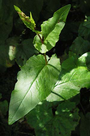 Rumex alpestris \ Berg-Sauerampfer / Mountain Dock, D Schwarzwald/Black-Forest, Feldberg 24.6.2007