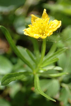 Ranunculus arundinoides \ Angelrutenartiger Gold-Hahnenfu� / False Fishing-Rod Goldilocks, D Korschenbroich-Neersbroich 23.4.2017