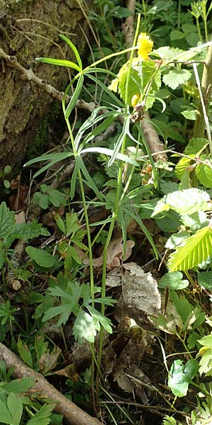 Ranunculus arundinoides \ Angelrutenartiger Gold-Hahnenfu� / False Fishing-Rod Goldilocks, D Korschenbroich-Neersbroich 23.4.2017