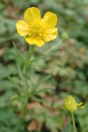 Ranunculus arundinoides \ Angelrutenartiger Gold-Hahnenfu� / False Fishing-Rod Goldilocks, D Korschenbroich-Neersbroich 23.4.2017