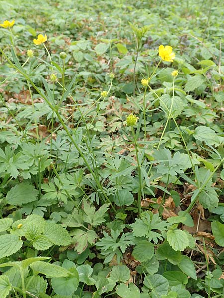 Ranunculus arundinoides \ Angelrutenartiger Gold-Hahnenfu� / False Fishing-Rod Goldilocks, D Korschenbroich-Neersbroich 23.4.2017