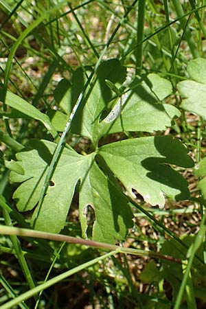Ranunculus auricomus specN ? \ Gold-Hahnenfu� / Goldilocks, D Werbachhausen 20.5.2017