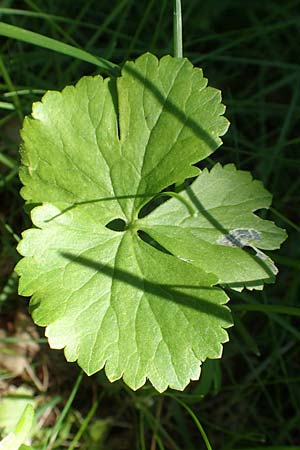 Ranunculus auricomus specN ? \ Gold-Hahnenfu� / Goldilocks, D Werbachhausen 20.5.2017