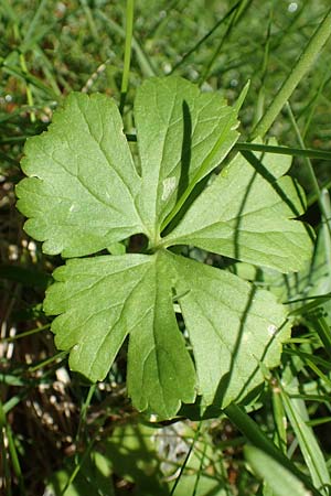 Ranunculus auricomus specN ? \ Gold-Hahnenfu� / Goldilocks, D Werbachhausen 20.5.2017