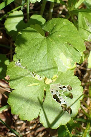 Ranunculus auricomus specN ? \ Gold-Hahnenfu� / Goldilocks, D Werbachhausen 20.5.2017
