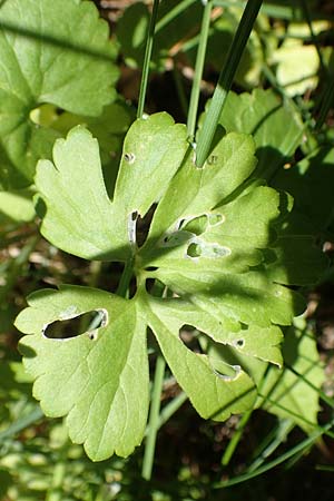 Ranunculus auricomus specN ? \ Gold-Hahnenfu� / Goldilocks, D Werbachhausen 20.5.2017